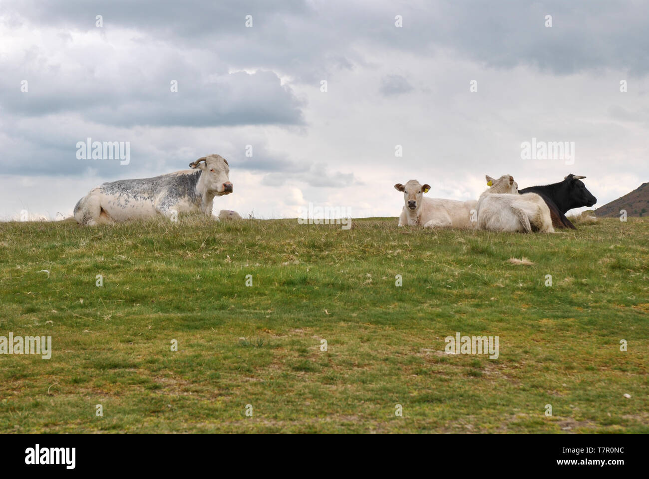 Un troupeau de vaches dans un champ avec un ciel gris au-dessus Banque D'Images