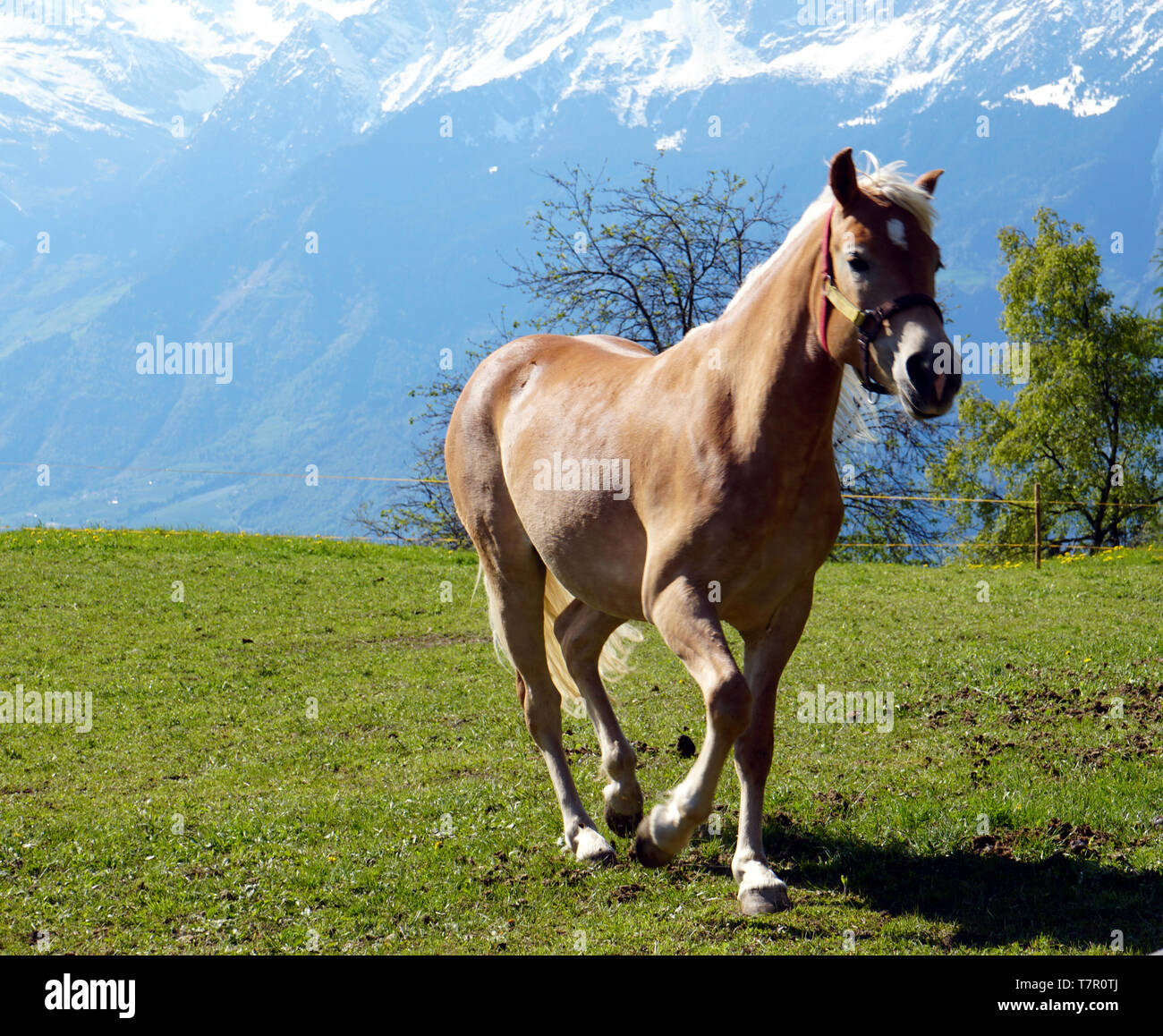 Un cheval Haflinger galoper sur le pâturage. Les Alpes en arrière-plan. Banque D'Images