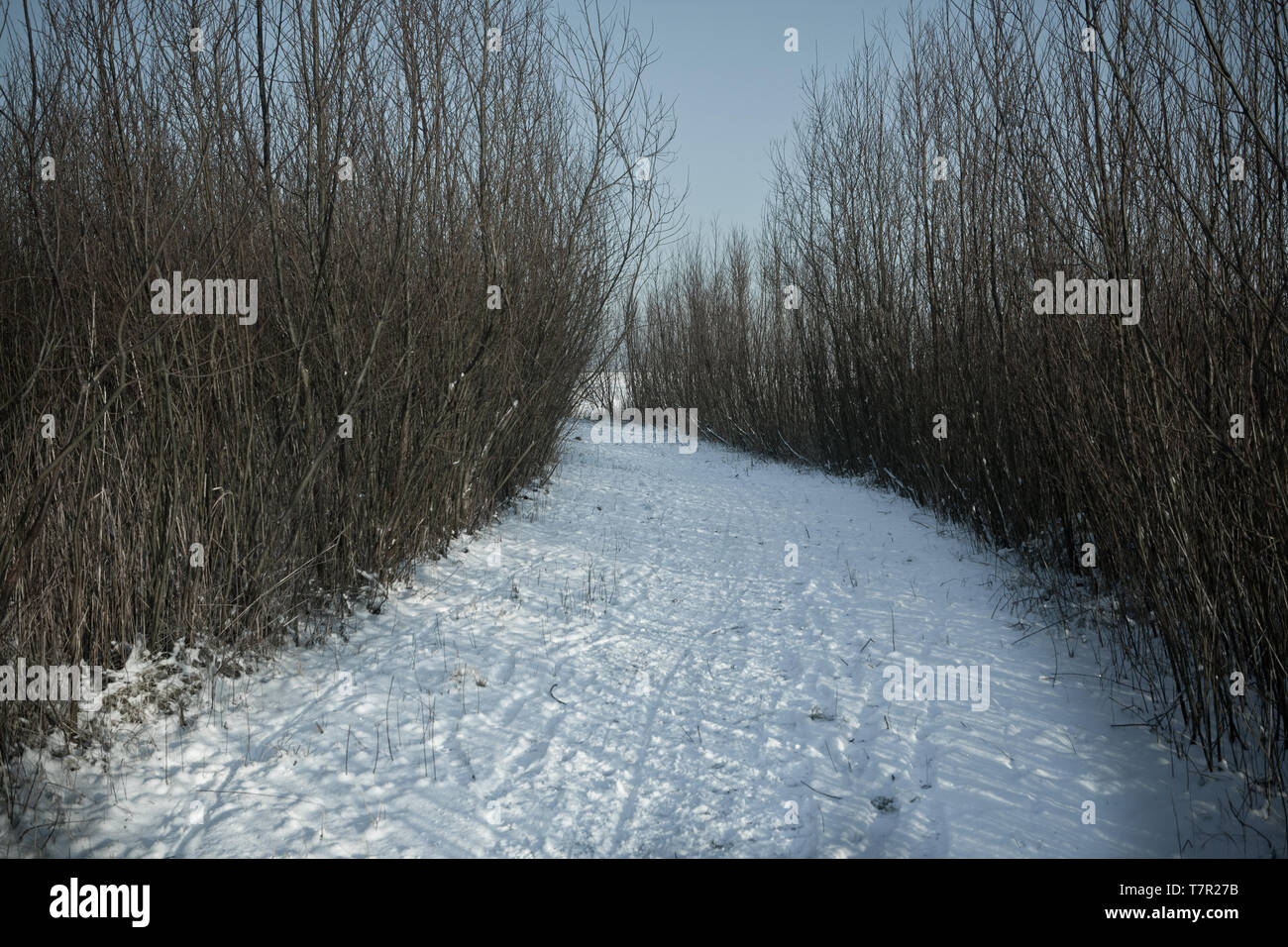 Chemin enneigé au milieu des buissons. Banque D'Images