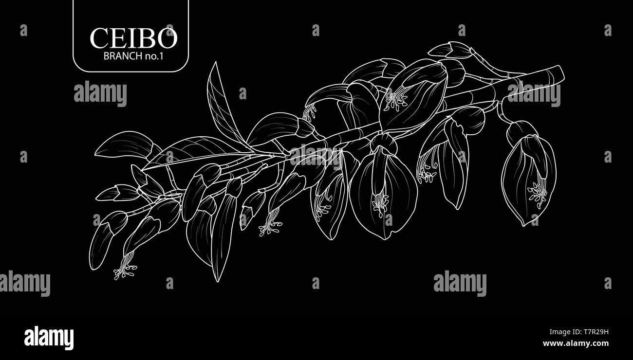 La main mignon set 1 branche Ceibo isolés. Vector illustration fleur contour blanc sur fond noir. Illustration de Vecteur