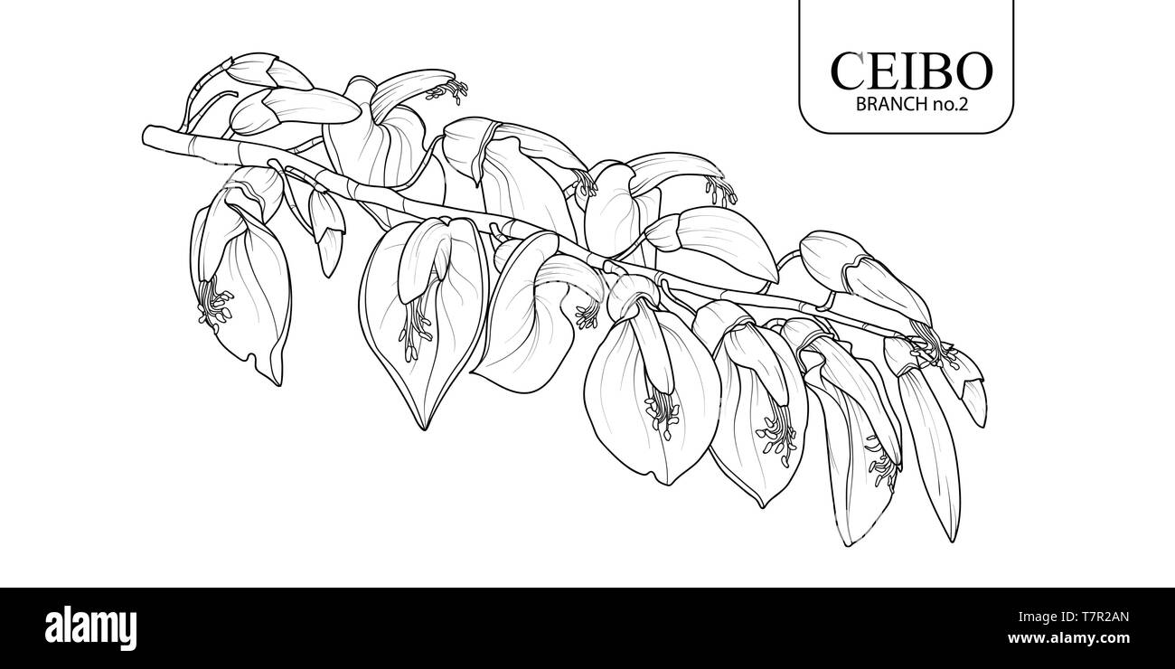 La main mignon set 2 branche Ceibo isolés. Illustration vecteur de fleurs en contour noir et blanc avion sur fond blanc. Illustration de Vecteur