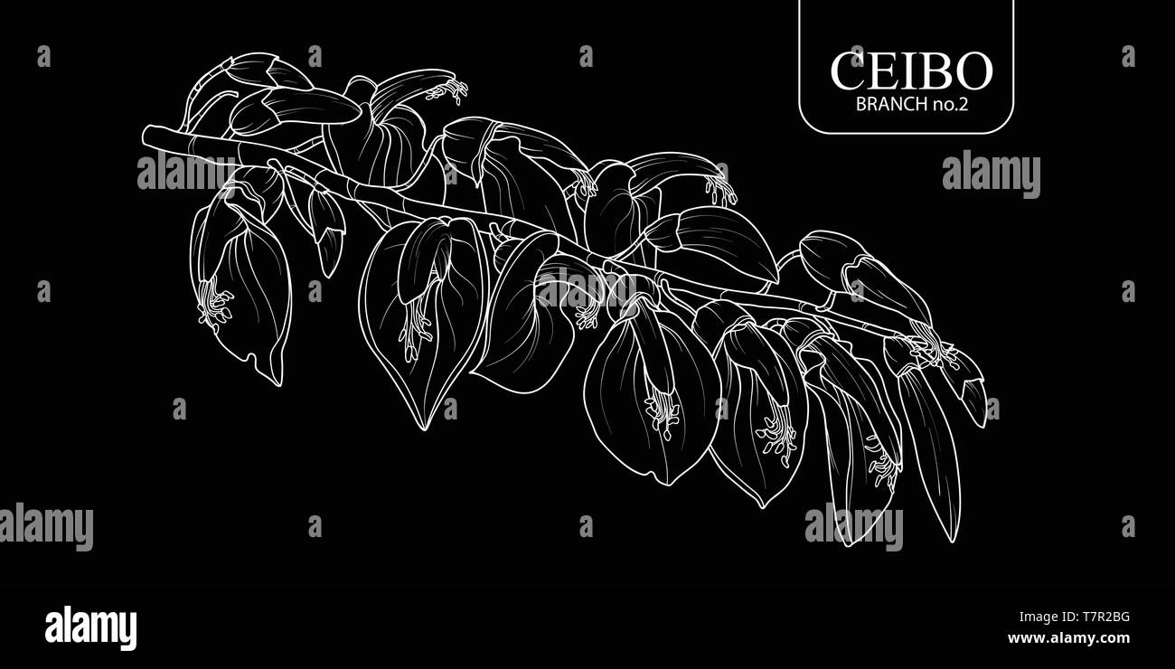 La main mignon set 2 branche Ceibo isolés. Vector illustration fleur contour blanc sur fond noir. Illustration de Vecteur