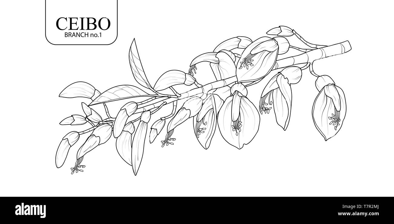 La main mignon set 1 branche Ceibo isolés. Illustration vecteur de fleurs en contour noir et blanc avion sur fond blanc. Illustration de Vecteur