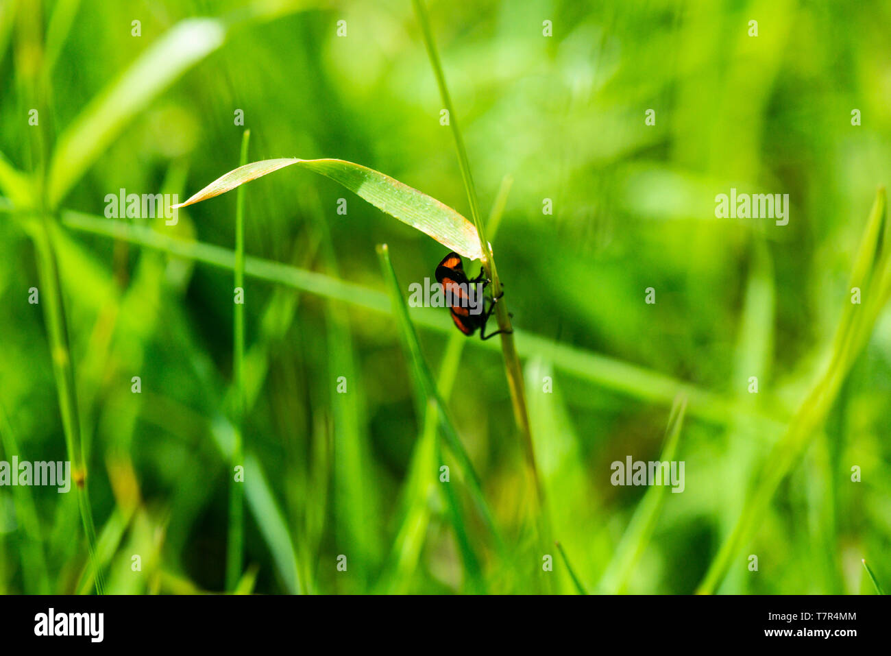 Un rouge et noir (froghopper Cercopis vulnerata) sur une tige d'herbe Banque D'Images