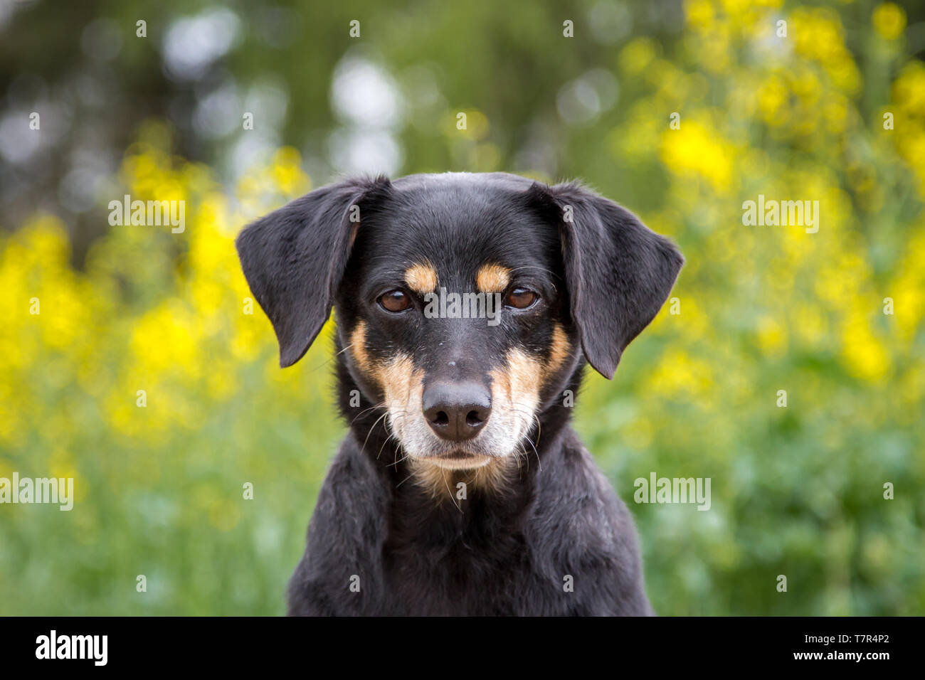 Pinscher autrichien Österreichischer - Pinscher Banque D'Images