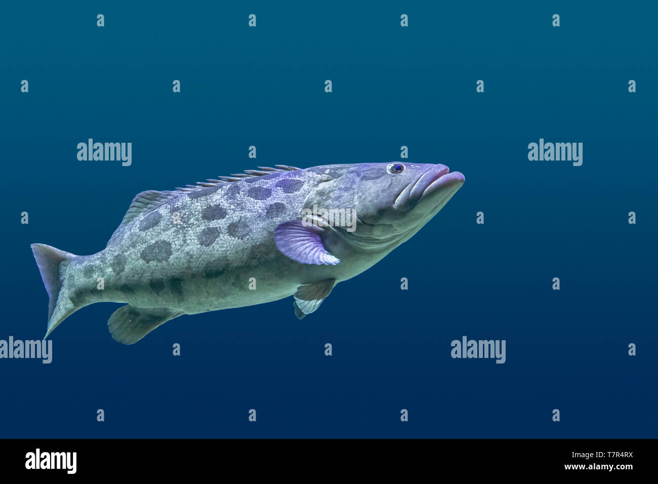 Le mérou géant poisson qui nage dans l'ambiance aquatique bleu Banque D'Images