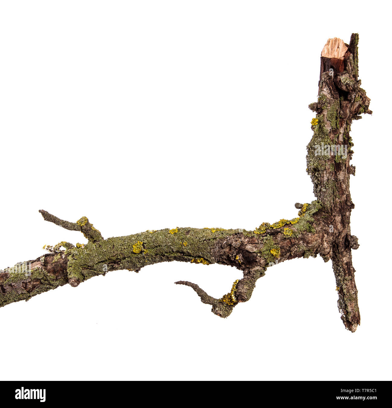 Pear Tree branch à sec avec de l'écorce fissurée. isolated on white Banque D'Images