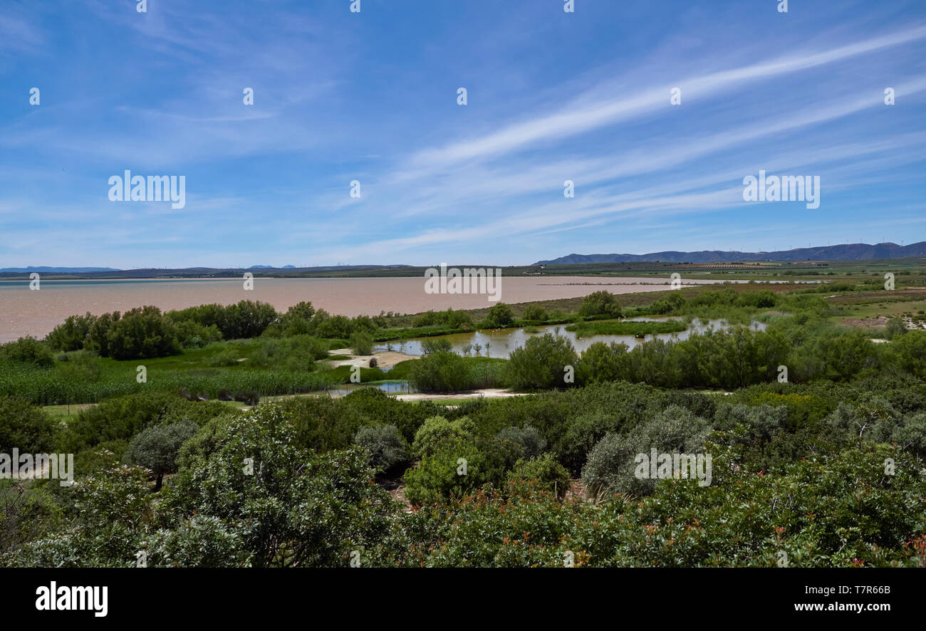 La Lagune de Laguna de Fuente de Piedra avec ses flamants roses, Phoenicopterus roseus dans la province de Malaga, Andalousie, espagne. Banque D'Images