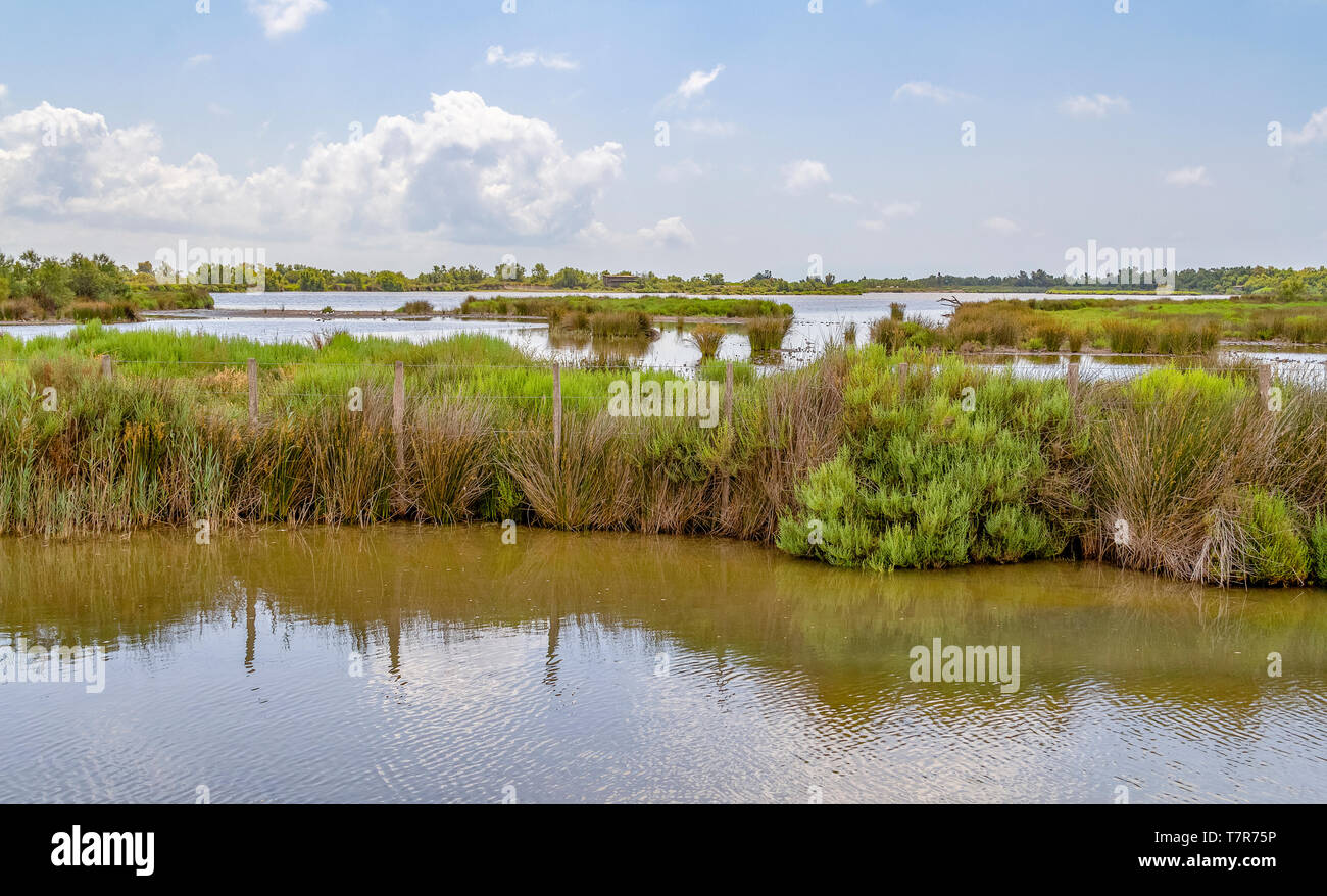 Paysages riverains autour du Parc Naturel Régional de la Camargue dans le sud de la France Banque D'Images