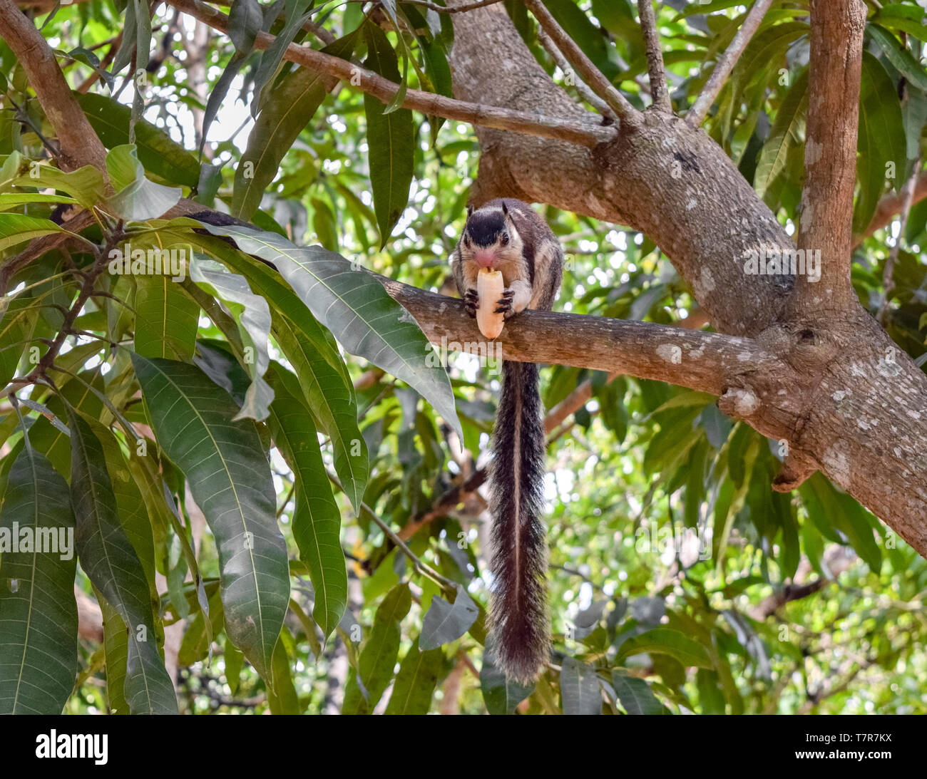 À écureuil géant dans un arbre haut vu au Sri Lanka Banque D'Images