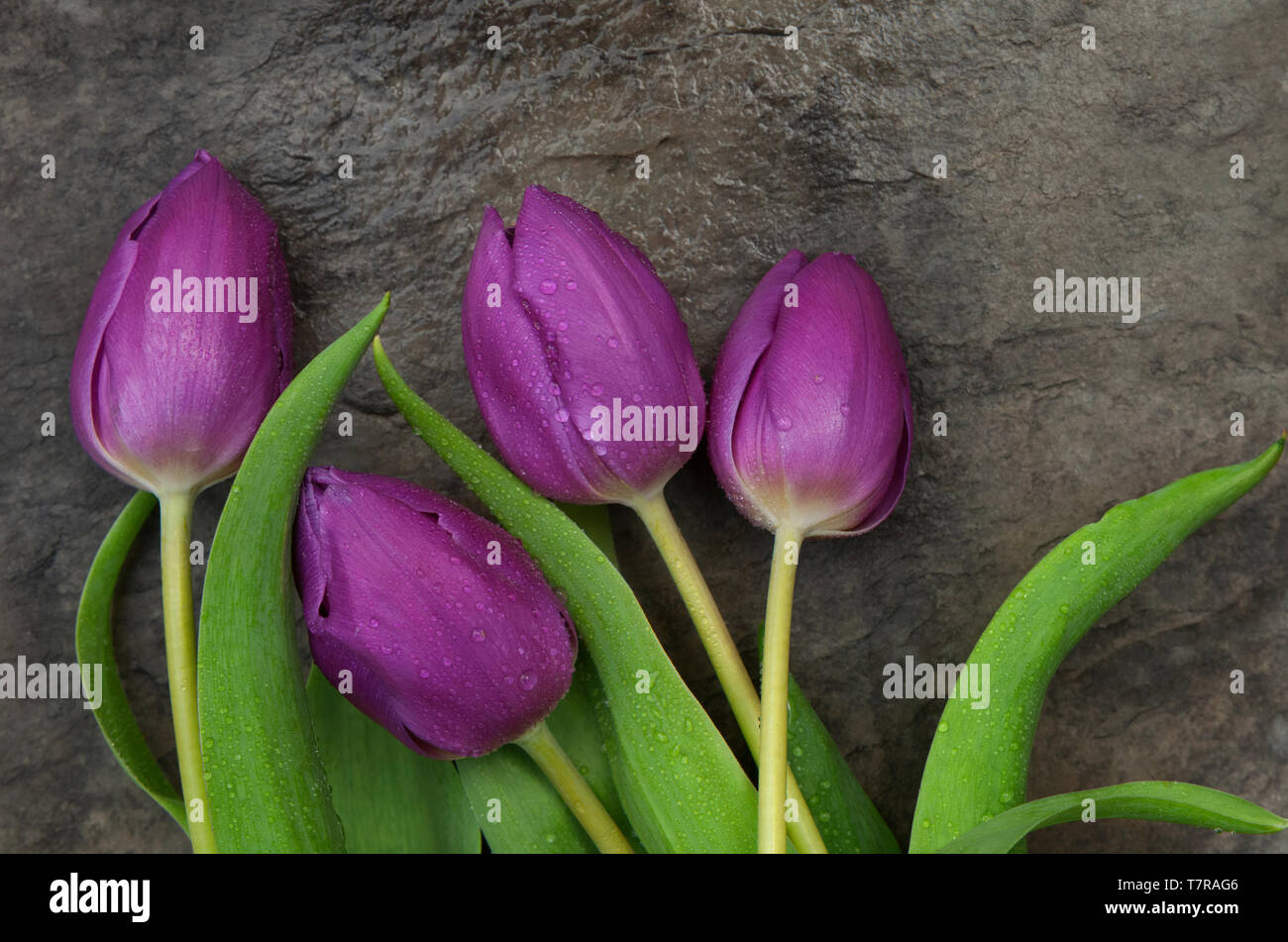 Quatre tulipes pourpres sur une tuile ardoise Banque D'Images