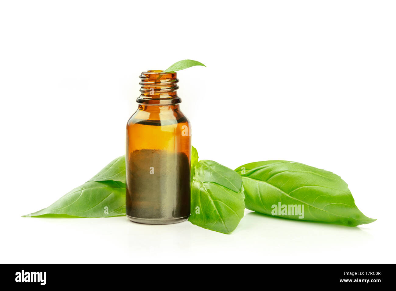 L'huile essentielle de basilic. Une bouteille avec des feuilles de basilic frais sur un fond blanc avec une place pour le texte Banque D'Images
