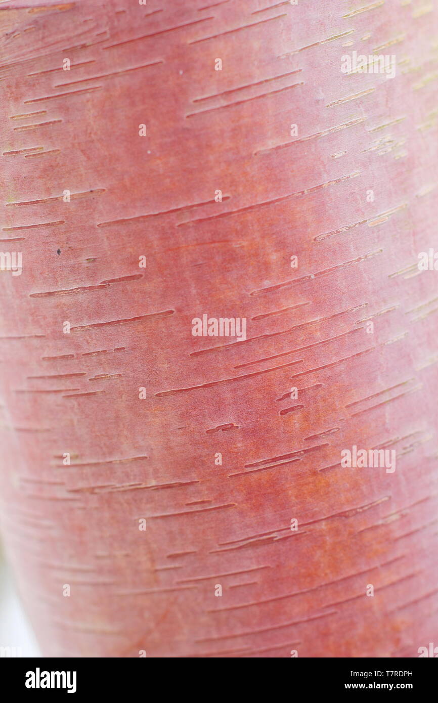 Le Betula albosinensis 'Chinese Garden'. Des tons crème et rose de Betula 'Chinese Garden'tree écorce ; un rare rouge de Chine Banque D'Images