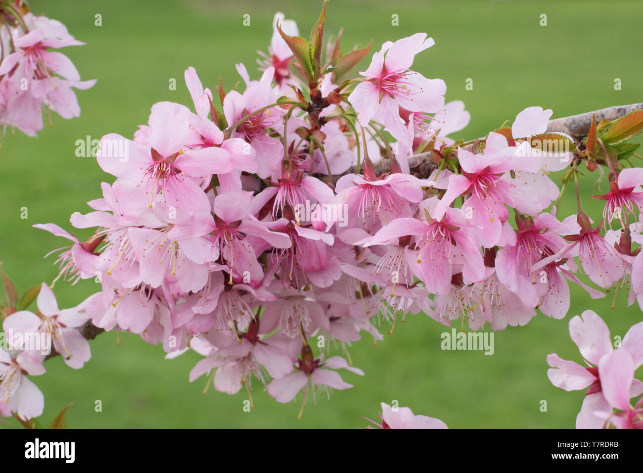 Prunus incisa 'Zdenka'. Fleurs de Printemps flowering cherry 'Zdenka' - UK Banque D'Images
