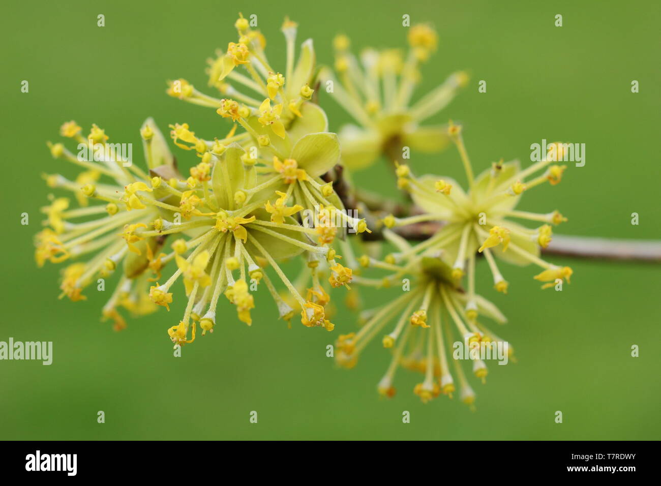 Cornus mas 'Jolico'. Les grappes de fleurs denses de la cerise en cornaline 'Jolico' au printemps - UK, jardin. Aga Banque D'Images