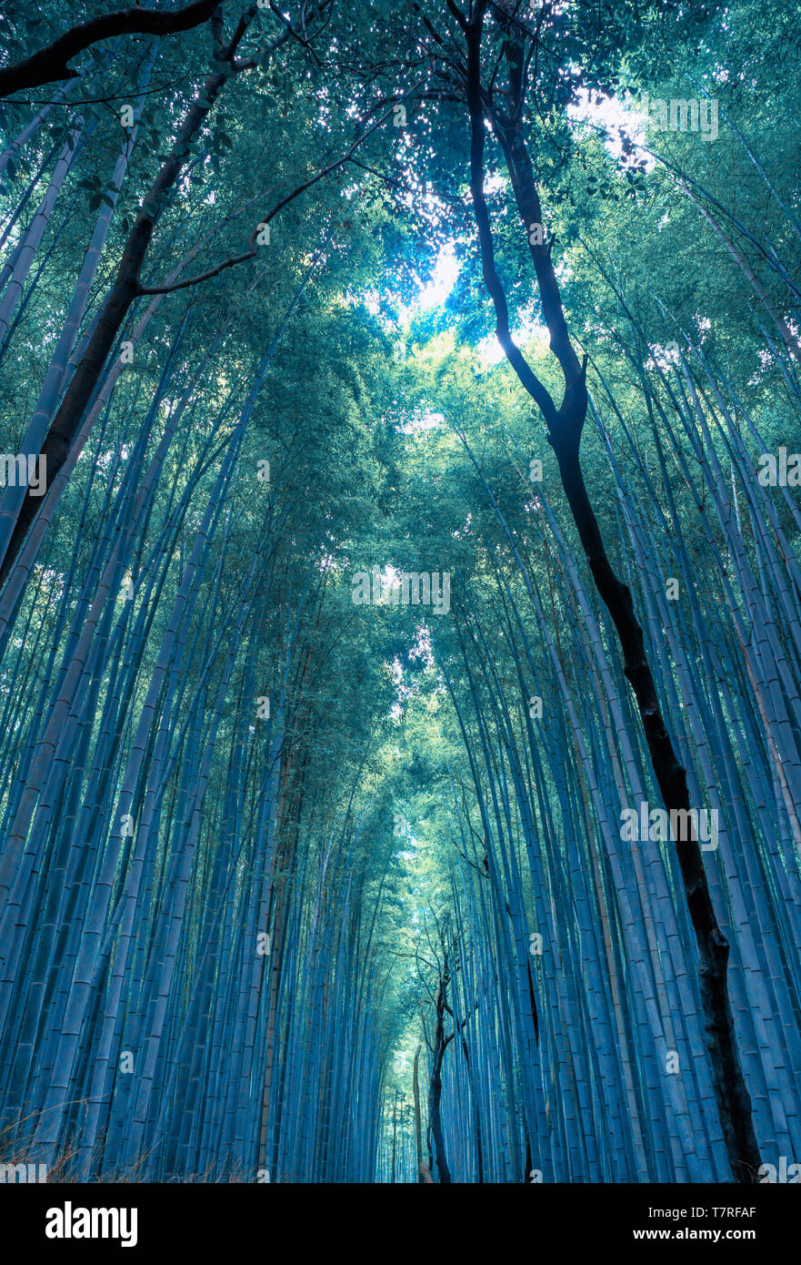 Kyoto forêt de bambou Banque D'Images