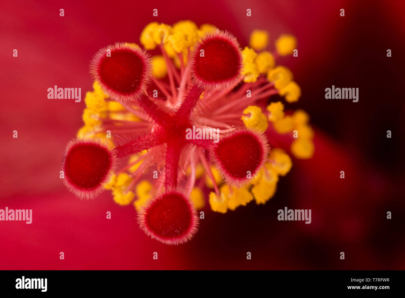 La stigmatisation, le style, les anthères et les étamines de la fleur d'un hibiscus rosa-sinensis plant Banque D'Images