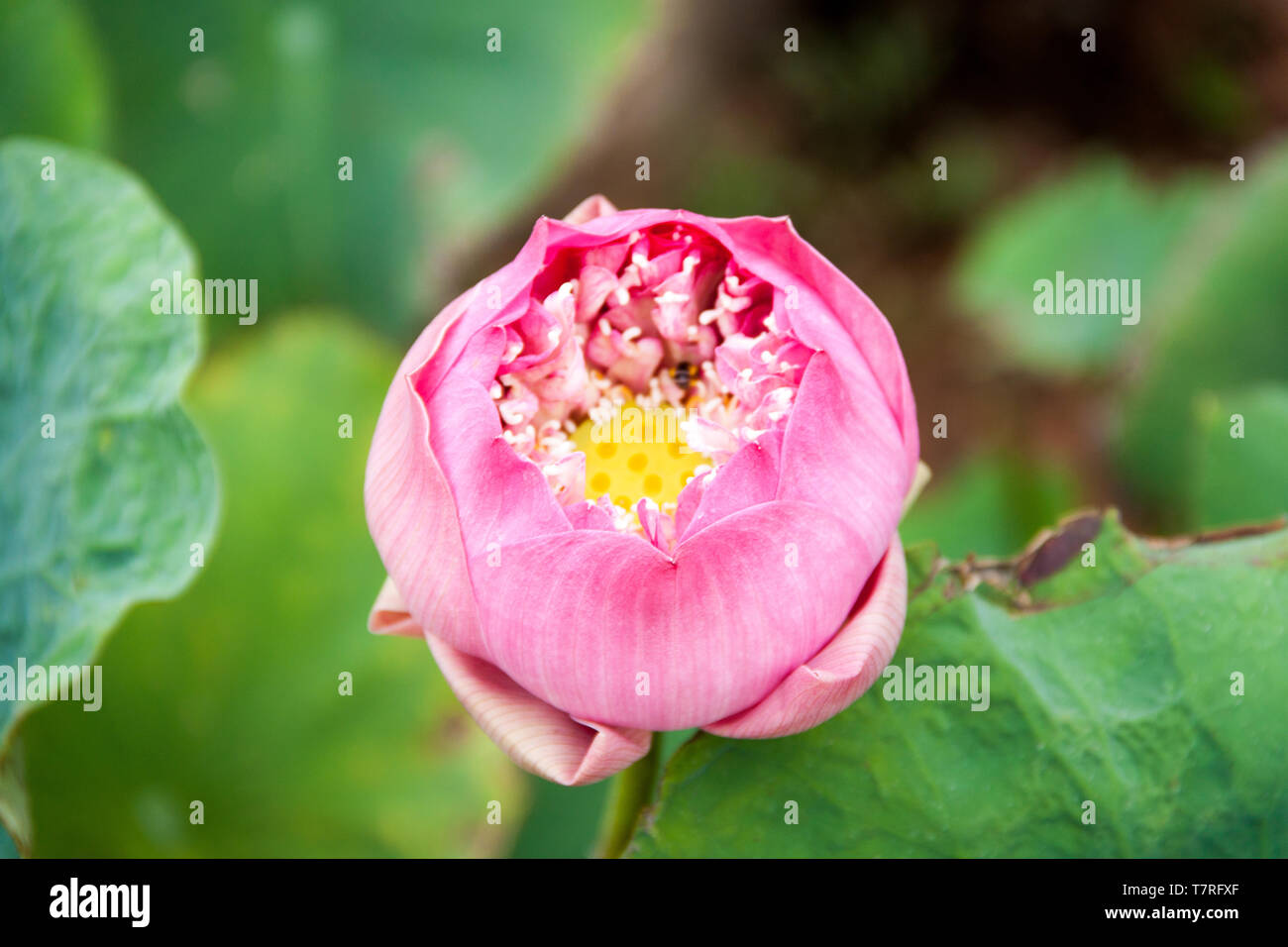 Une fleur de lotus rose Banque D'Images