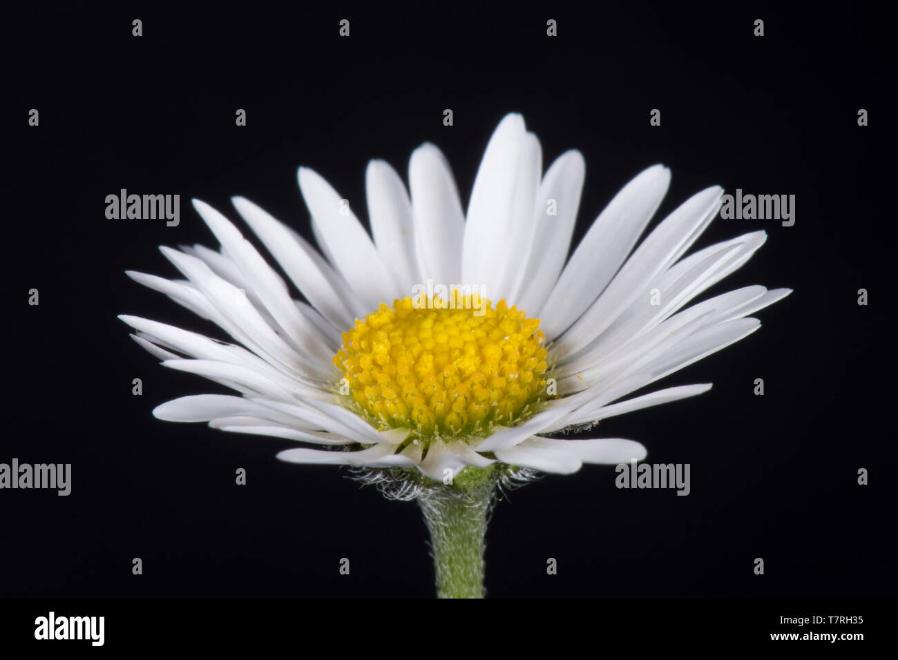 Ray blanc et jaune fleurs du disque (fleurs) d'une marguerite (Bellis perennis) une structure typique de fleurs composites (Asteraceae) Banque D'Images