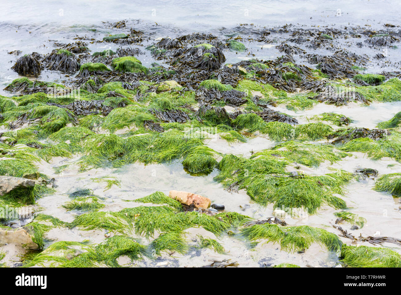 Macroalgues, algues marines, des algues sur la plage de Studland dans le Dorset, UK Banque D'Images