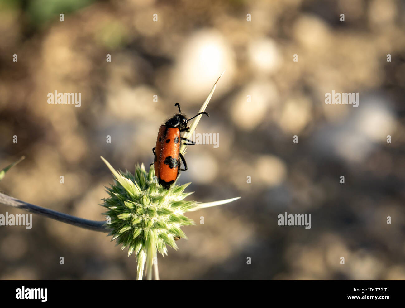 Mylabris quadripunctata Banque D'Images