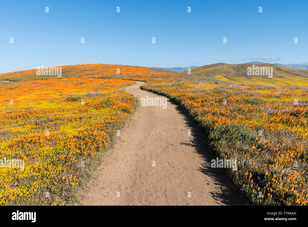 Chemin à travers les collines de la Californie fleurs sauvages près de Lancaster dans le nord du comté de Los Angeles. Banque D'Images