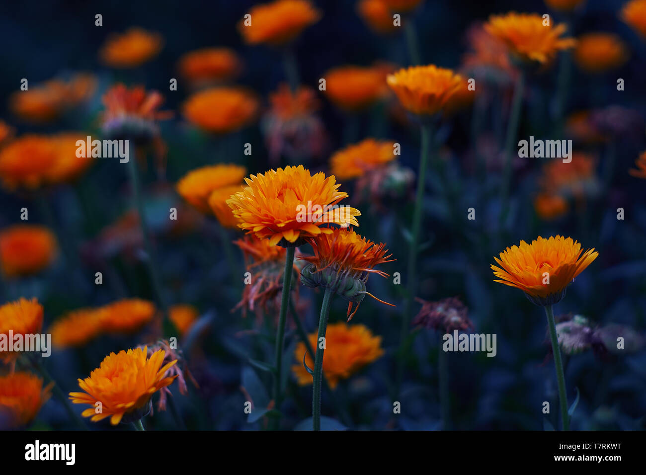 Calendula officinalis ou souci officinal souci commun Ruddles Scotch Marigold Souci officinal Banque D'Images