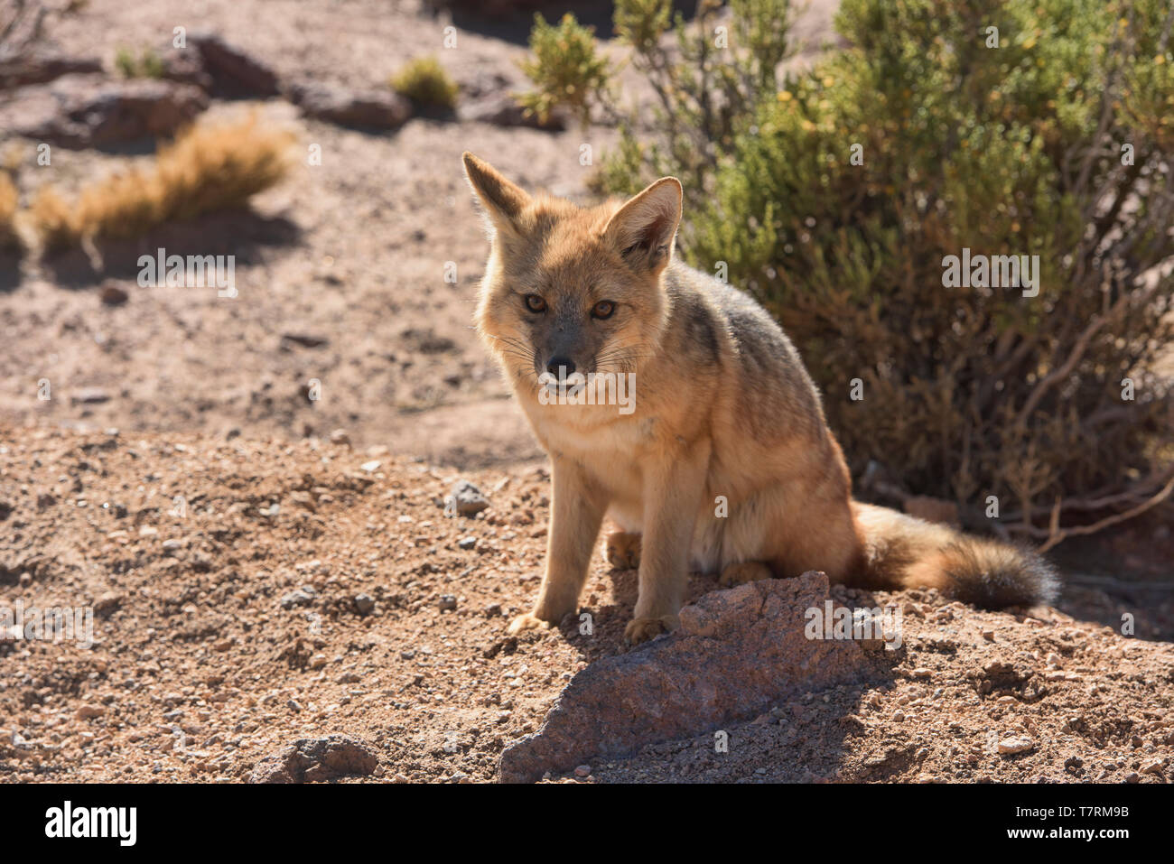 Culpeo (Lycalopex culpaeus), fox andine dans le désert, San Pedro de Atacama, Chili Banque D'Images