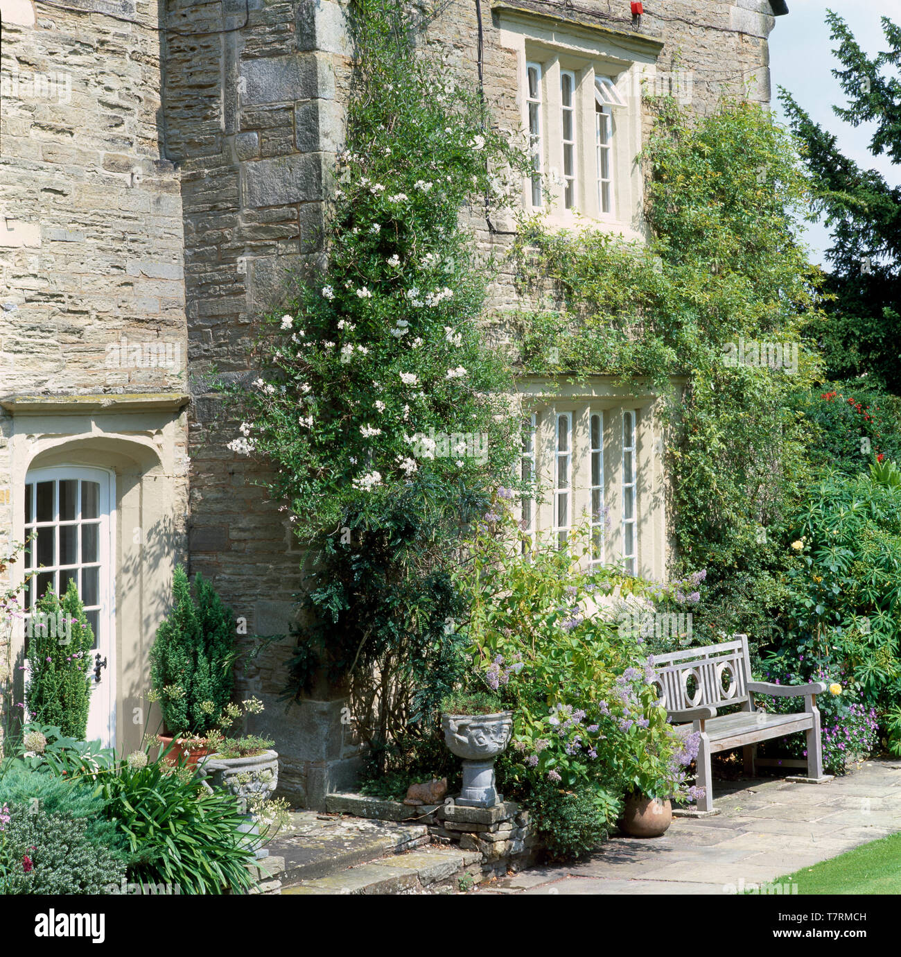 L'extérieur de l'ancienne maison de campagne, avec l'Escalade sur mur blanc rose Banque D'Images