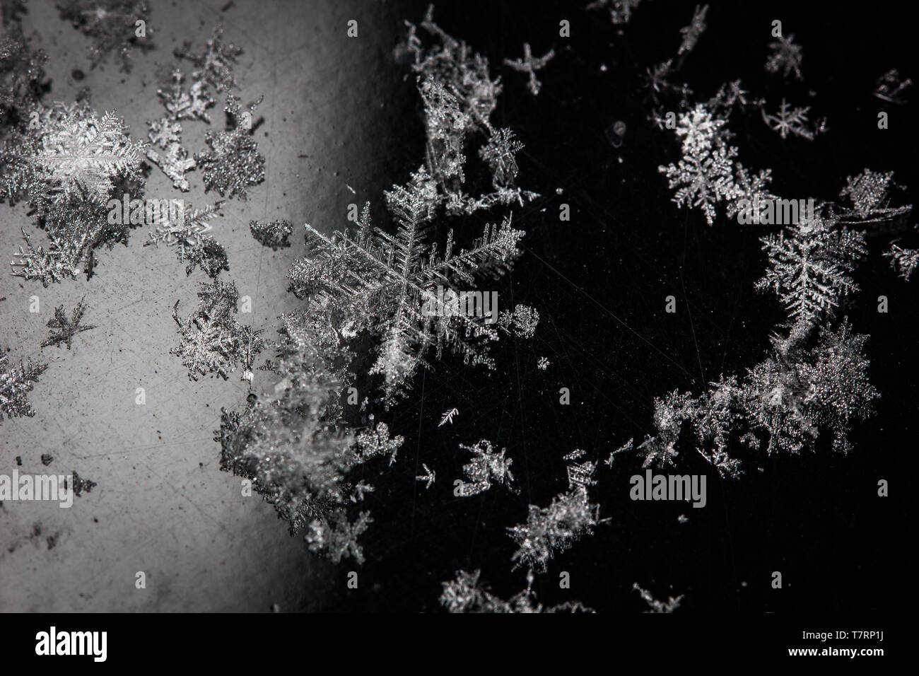 La neige qui tombe sur le fond réfléchissant brillant noir Banque D'Images