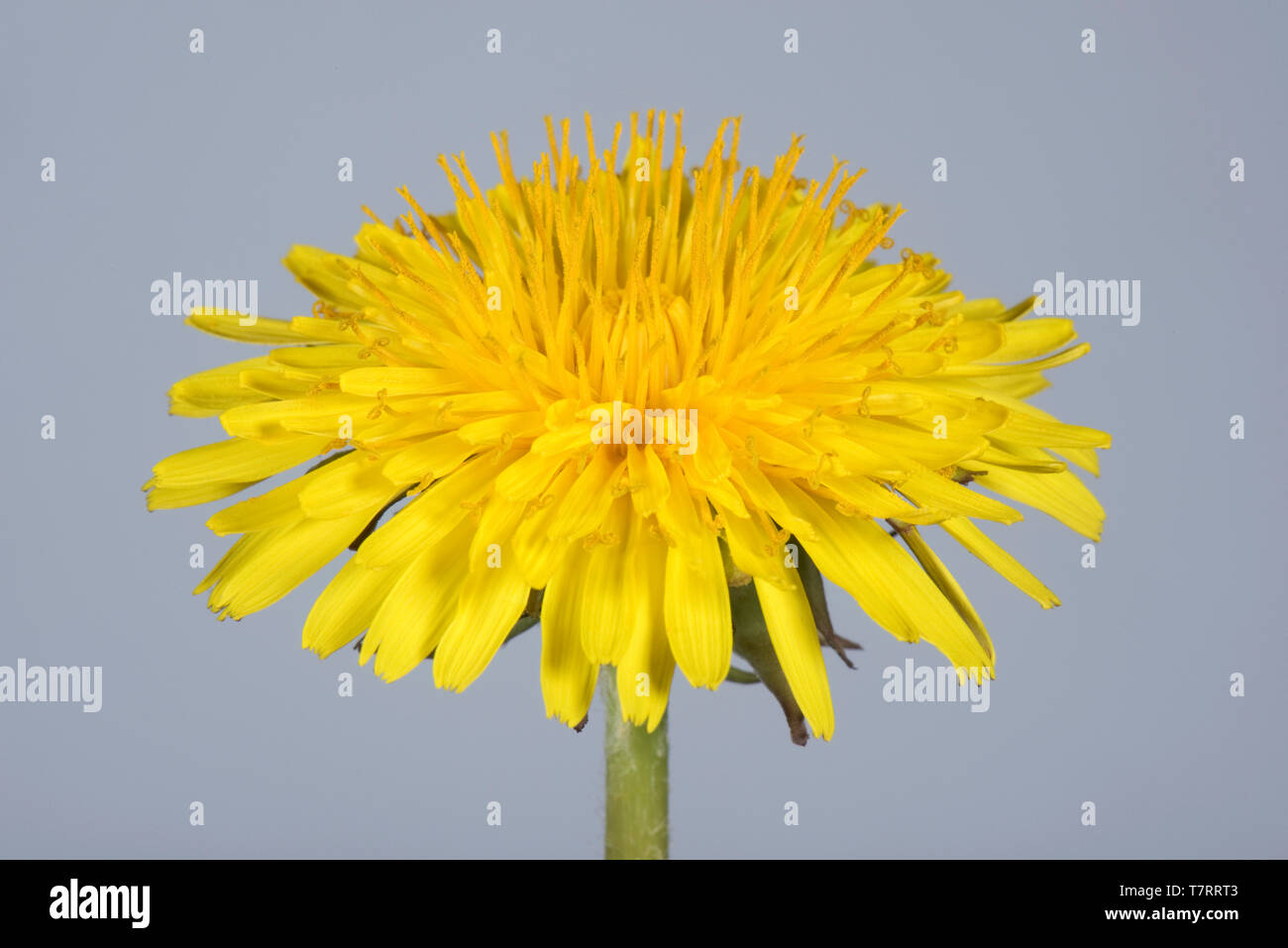 Studio image d'un pissenlit (Taraxacum officinale) fleur jaune pour afficher la structure composite de ray et de fleurons de disque Banque D'Images