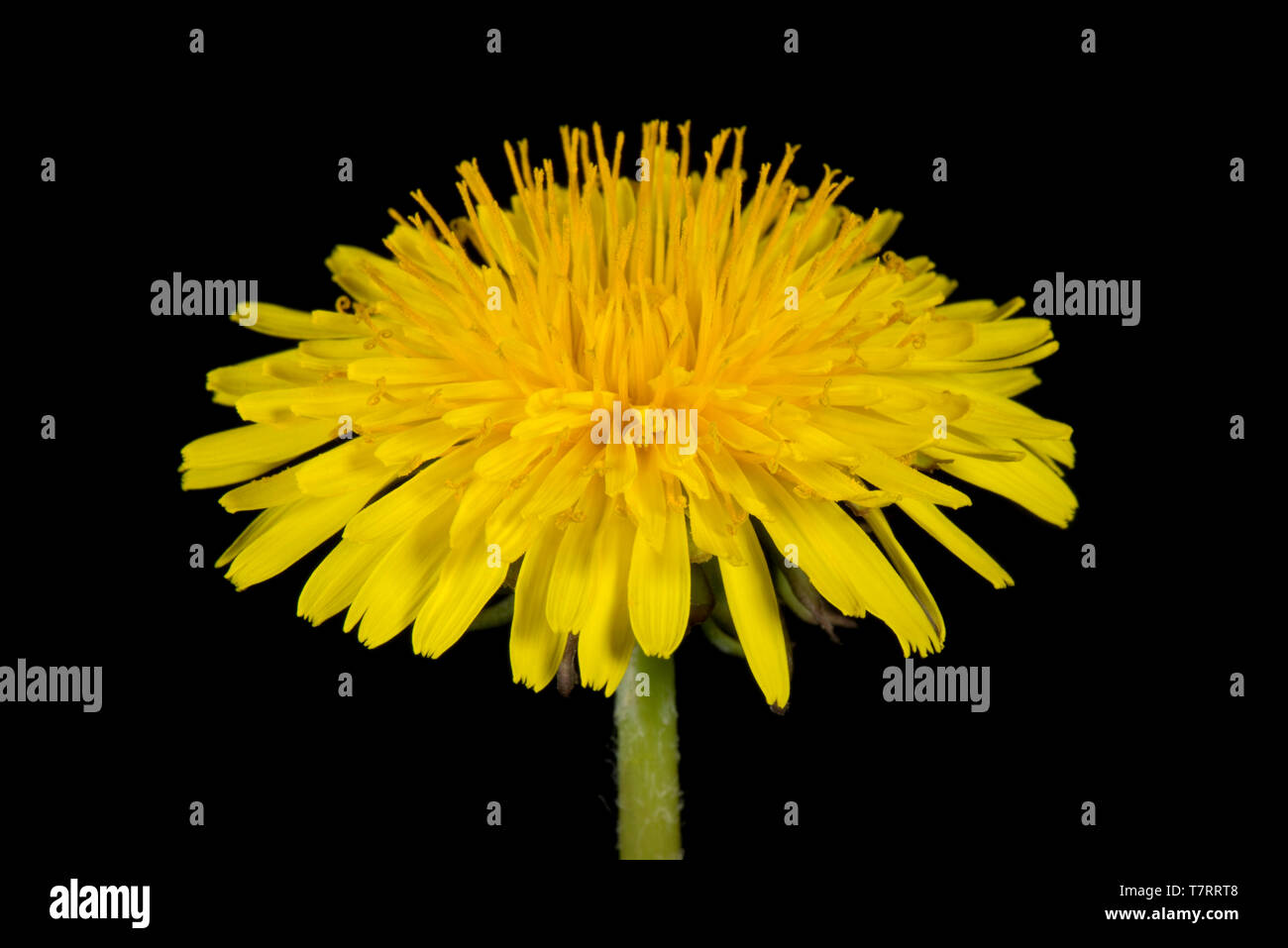 Studio image d'un pissenlit (Taraxacum officinale) fleur jaune pour afficher la structure composite de ray et de fleurons de disque Banque D'Images