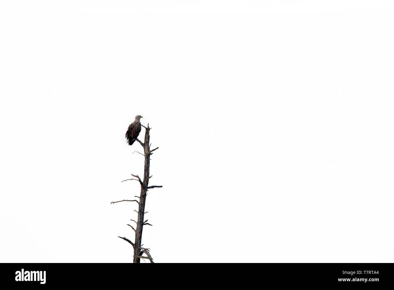 White-tailed eagle / L'aigle de mer / erne (Haliaeetus albicilla) perchés dans arbre mort contre ciel blanc Banque D'Images