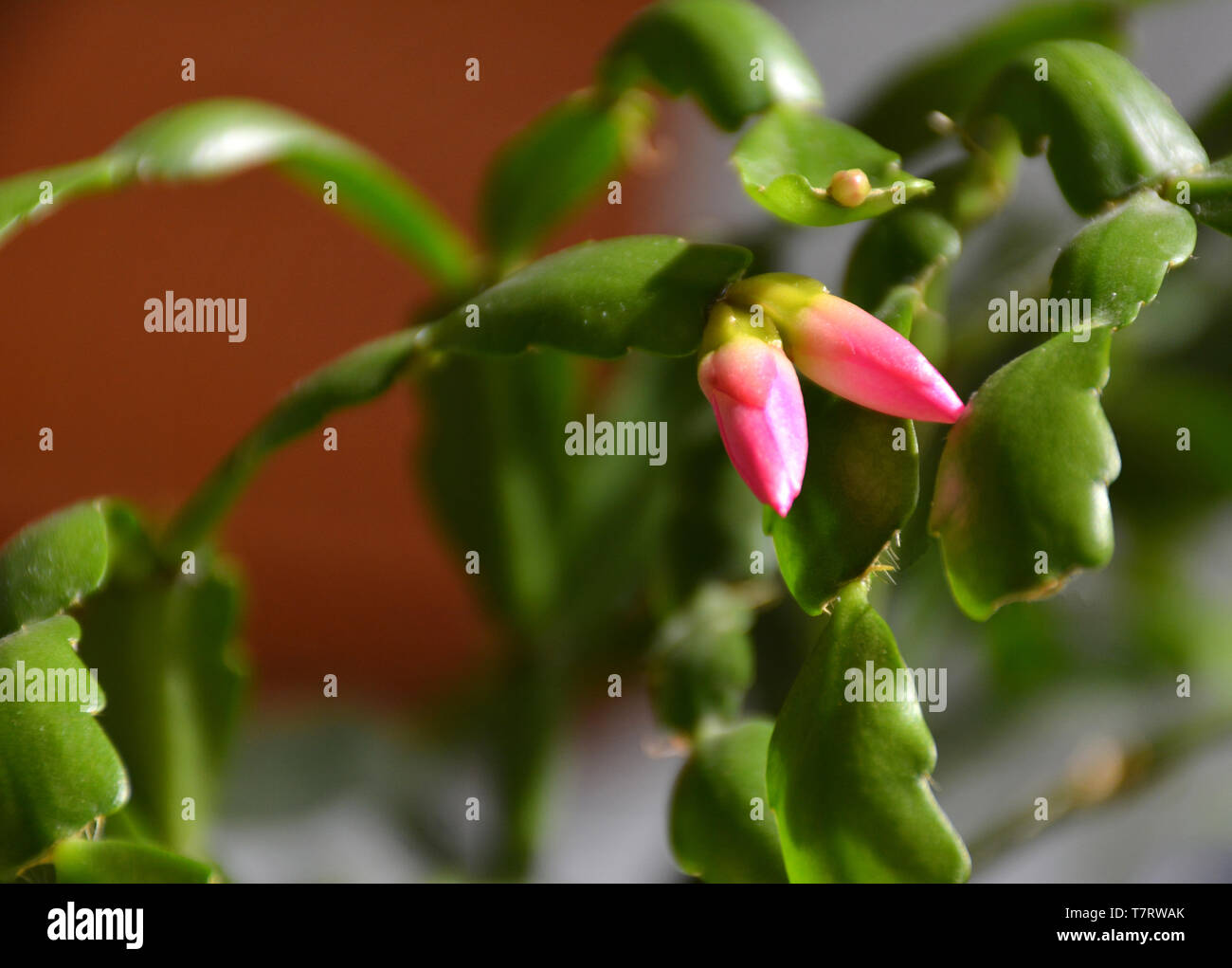 Le cactus Decembrist belles roses. Rose fleur décorative Decembrist. Schlumbergera - Noël fleur ou fleur de Varvarin. Boutons de fleurs Banque D'Images