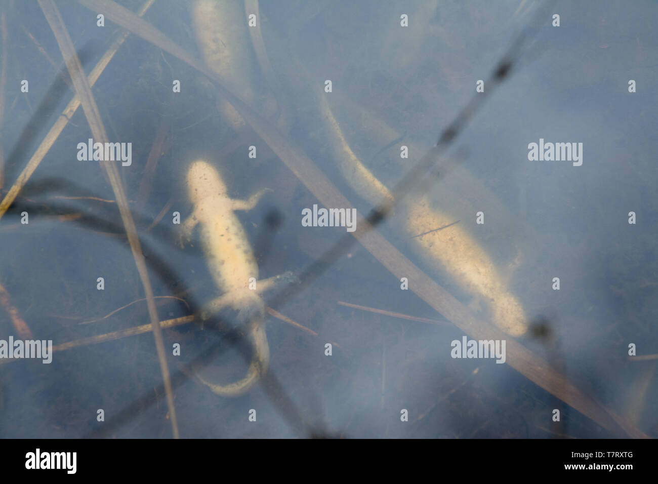 Tritons morts dans un étang d'élevage après la fin d'une période de froid avec des températures de gel au cours du mois de mars 2018 (appelée la bête de l'Est). Banque D'Images