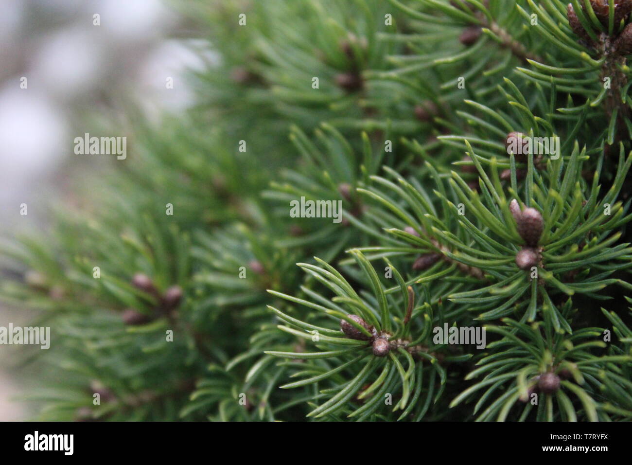 Juniperus arbre buisson vert texture de fond de l'aiguille. Banque D'Images