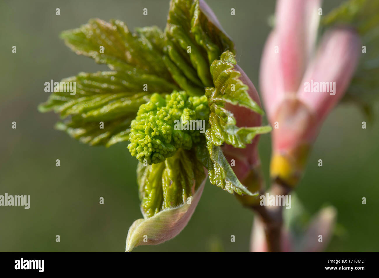 Fleurs et feuilles nouvellement formées à partir des bourgeons émergents sur un sycomore (Acer pseudoplatanus). Banque D'Images