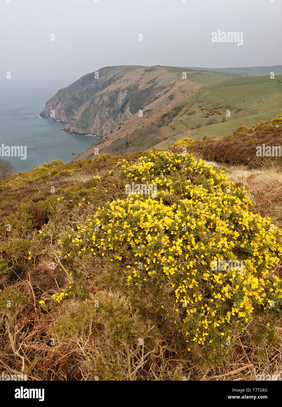 Elwill Bay, Trentishoe, North Devon Coast South West Coast Path Banque D'Images