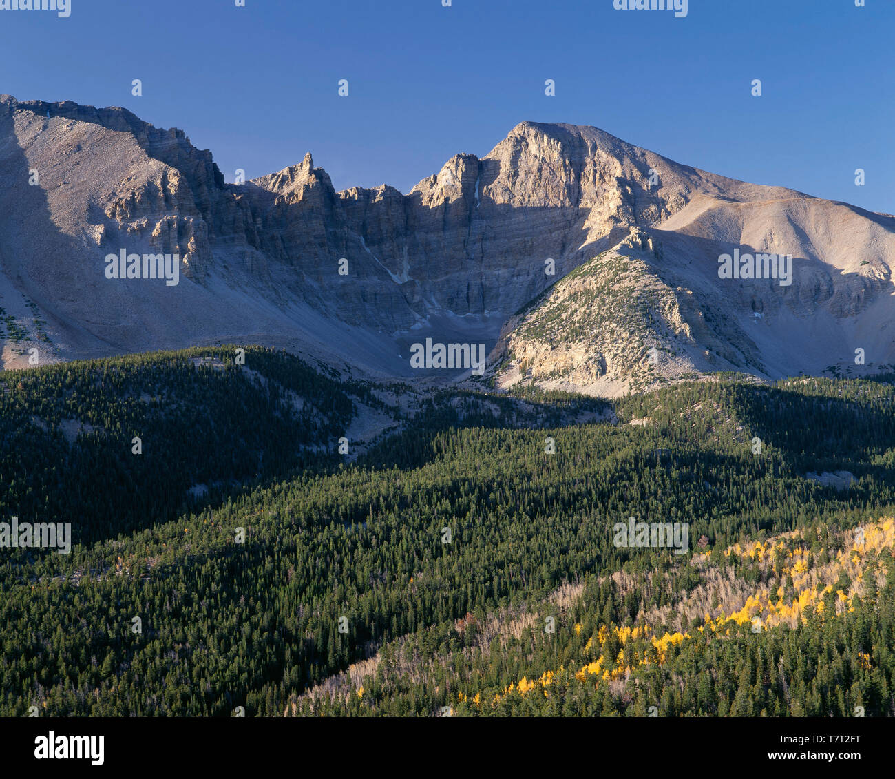 USA, Nevada, Parc National du Grand Bassin, Jeff Davis (à gauche) et le pic pic Wheeler (à droite) tour au-dessus de la forêt de conifères et tremble. automne dispersés Banque D'Images