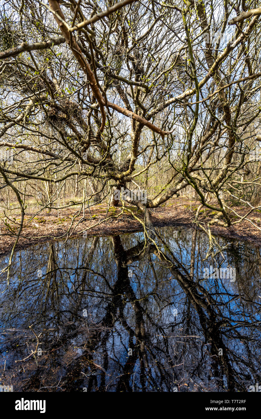 Mer du nord île de Juist, Frise orientale, le bocage, la forêt à l'ouest de l'île, Basse-Saxe, Allemagne, Banque D'Images