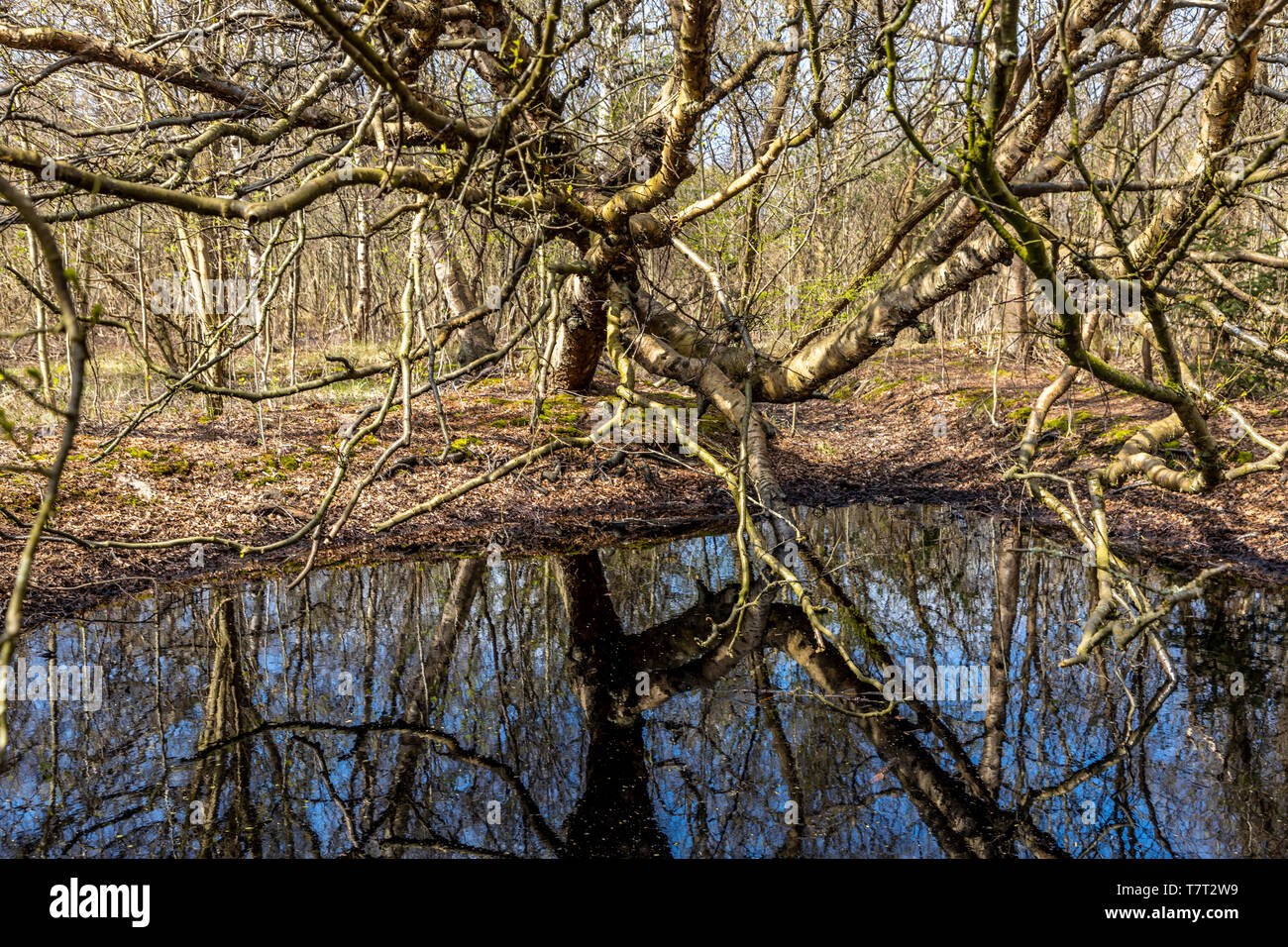 Mer du nord île de Juist, Frise orientale, le bocage, la forêt à l'ouest de l'île, Basse-Saxe, Allemagne, Banque D'Images