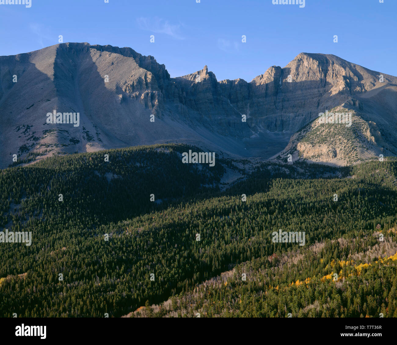 USA, Nevada, Parc National du Grand Bassin, Jeff Davis (à gauche) et le pic pic Wheeler (à droite) tour au-dessus de la forêt de conifères et tremble. automne dispersés Banque D'Images