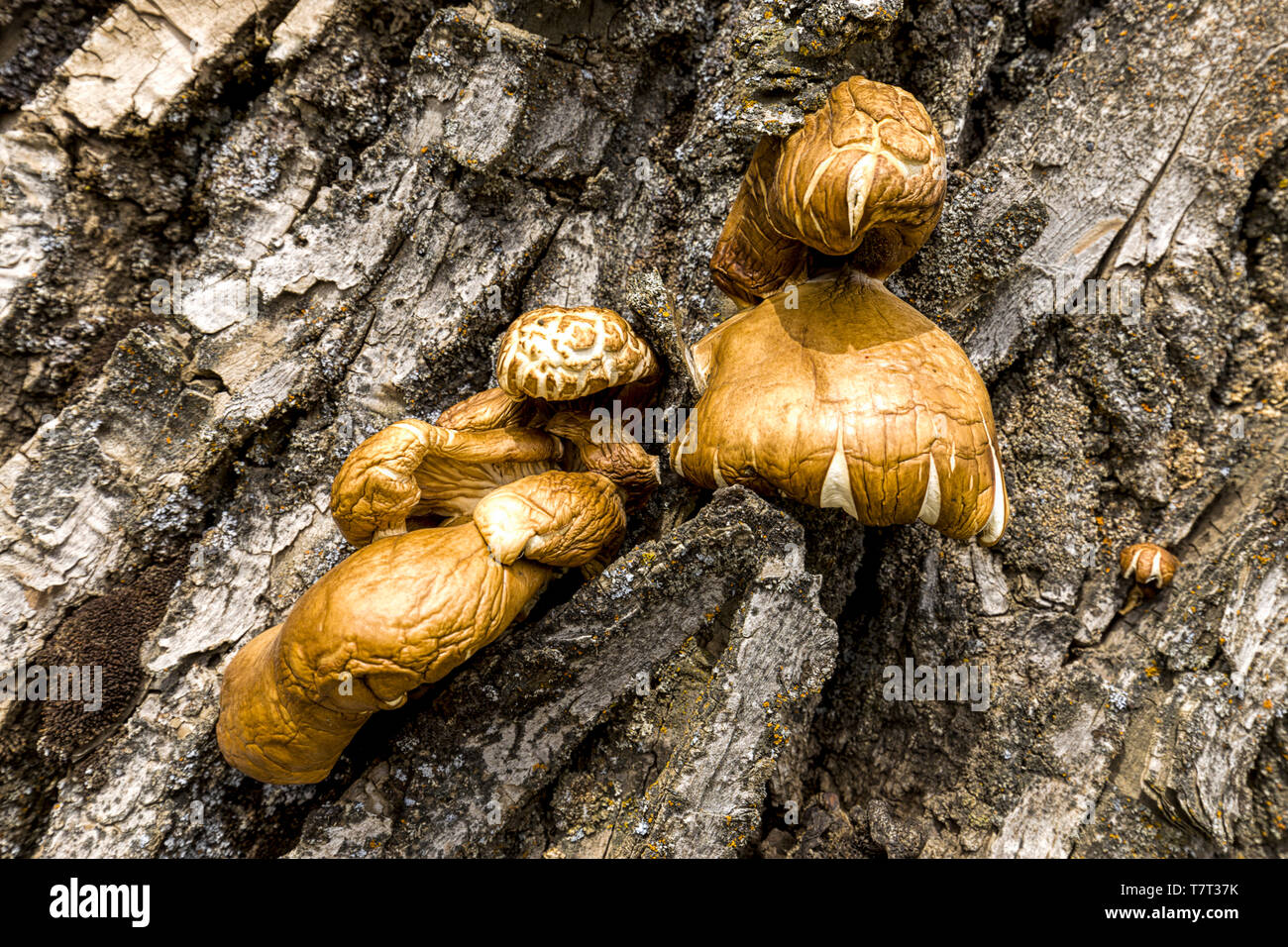 Un gros plan d'conk champignons sur un arbre dans la région de palouse eastern Washington. Banque D'Images