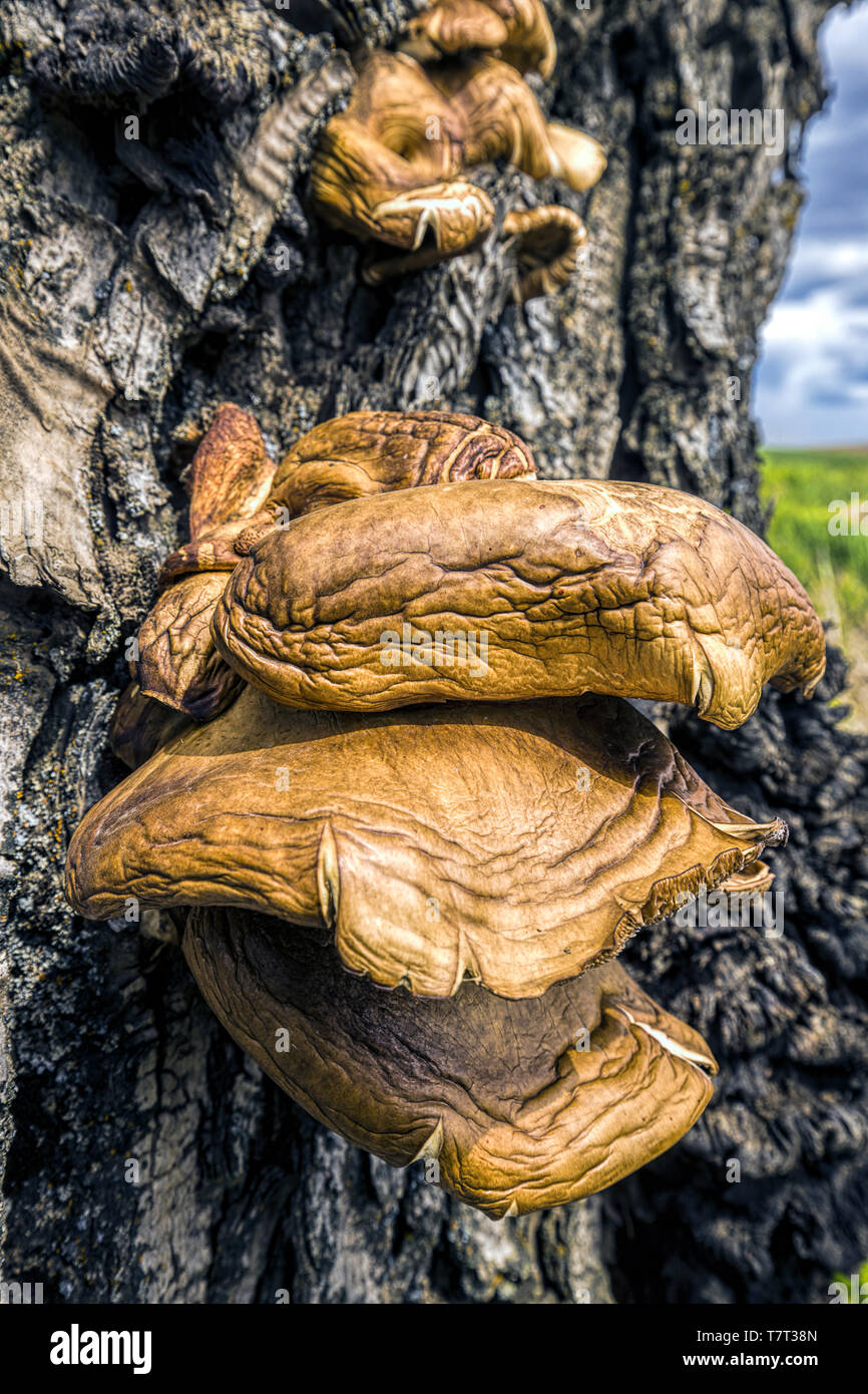 Un gros plan d'conk champignons sur un arbre dans la région de palouse eastern Washington. Banque D'Images
