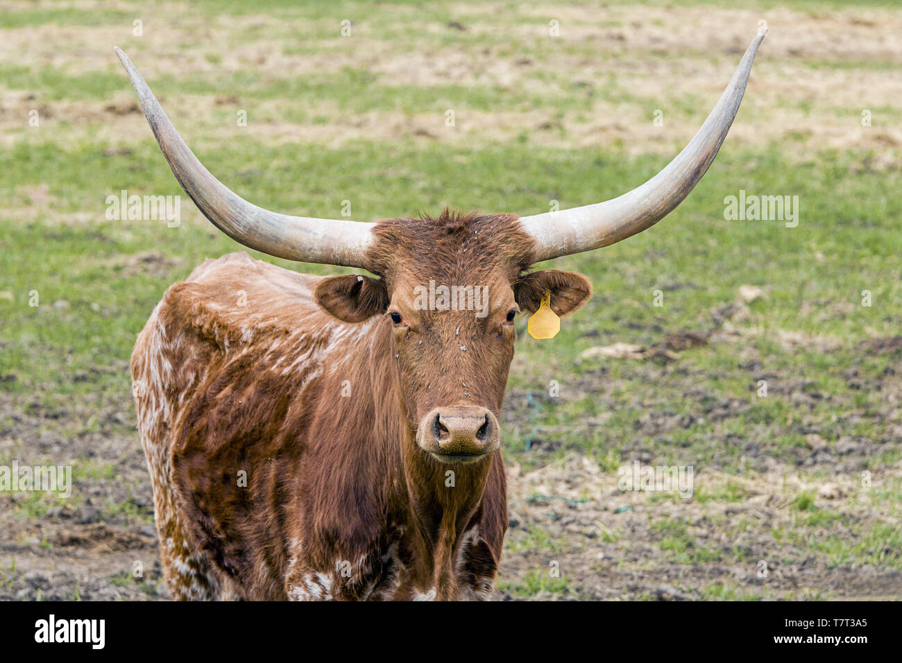 Un gros plan d'une vache longhorn dans les champs près de Steptoe, Washington. Banque D'Images