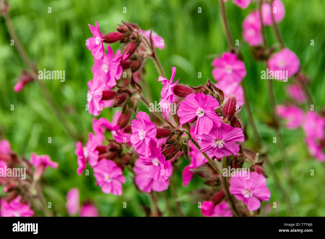 Floraison rouge Campion dans le Northumberland, au Royaume-Uni. Mai 2018. Banque D'Images