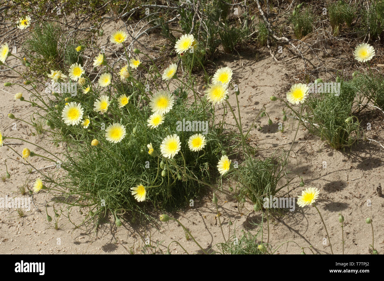 Fleurs sauvages dans le désert de Mohave écosystème Big Rock Creek Wildlife Sanctuary, en Californie. Photographie numérique Banque D'Images