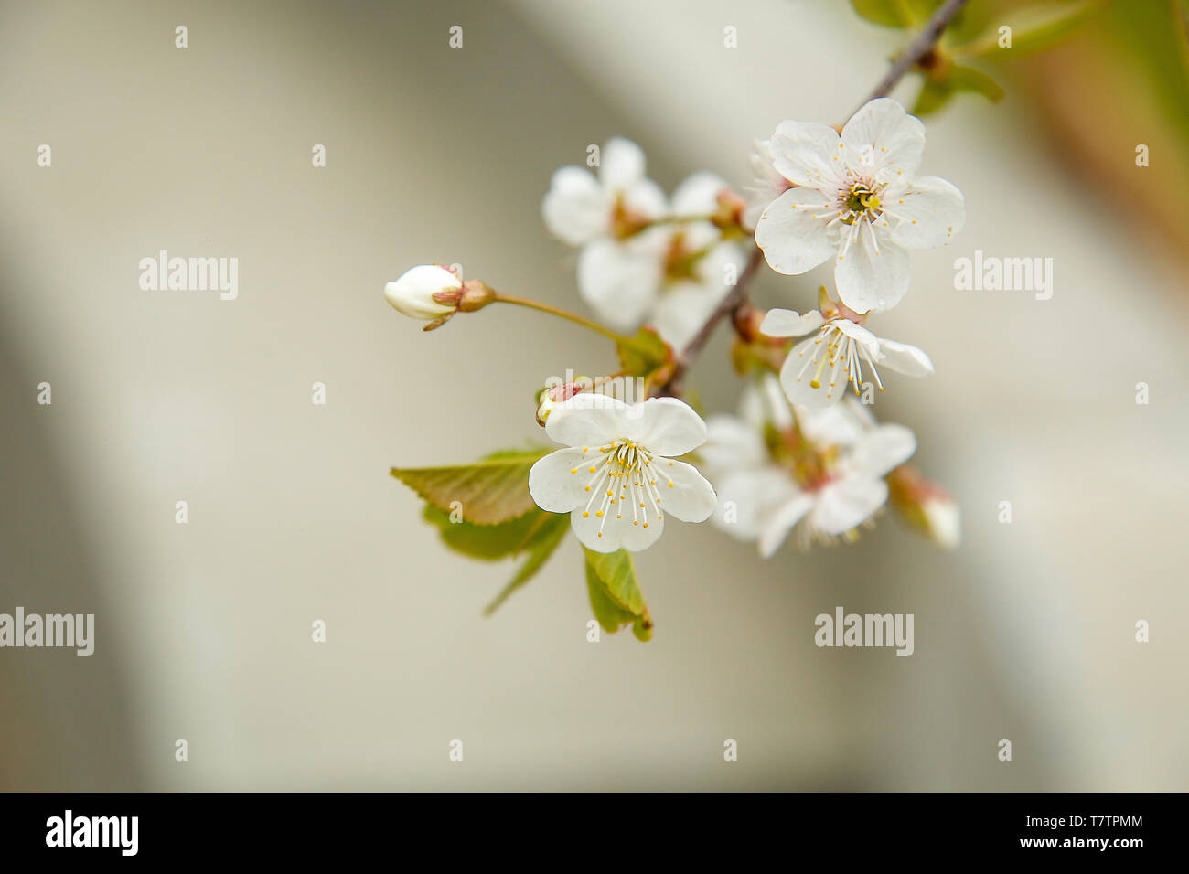 Au début du mois de mai dans le jardin de fleurs blanches fleurs de  cerises.texture ou d'arrière-plan Photo Stock - Alamy