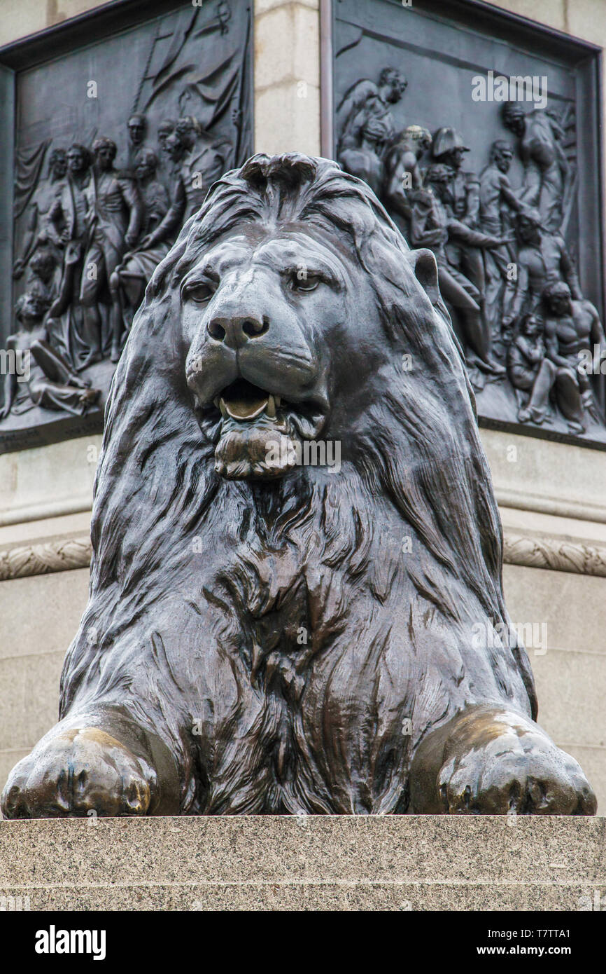 L'un des quatre lions de Landseer conçu par à la base de la colonne de Nelson à Trafalgar Square, Londres, Royaume-Uni. Banque D'Images