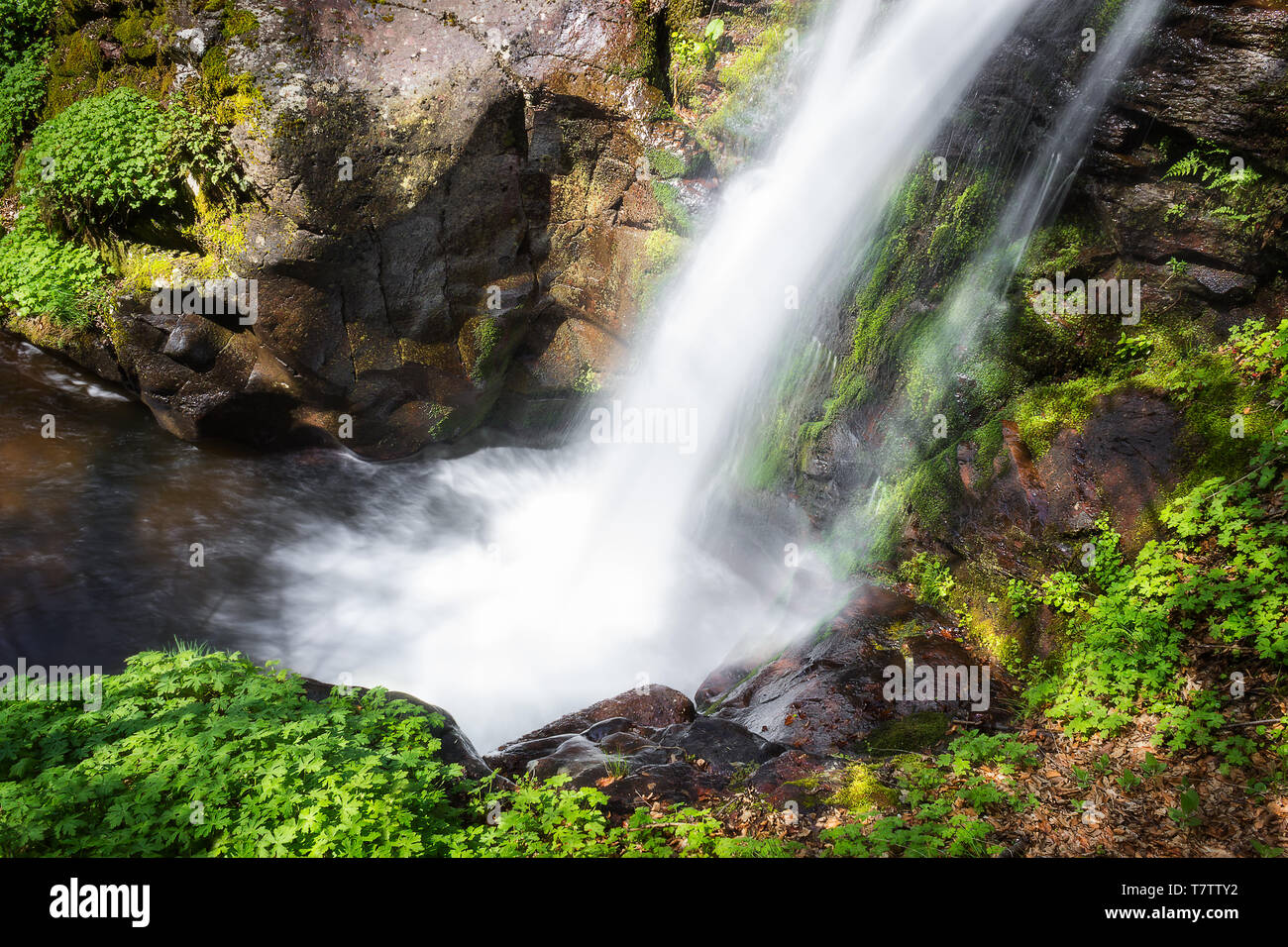 Vue de dessus du pittoresque forest waterfall Krmolj sur vieille montagne, rochers et soleil vert vif des plantes au début du printemps, la diffusion en continu en bas de la falaise Banque D'Images